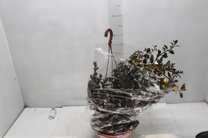 <h4>COLUMNEA PEIXINHO C21</h4>