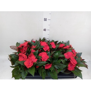 Impatiens NG 'Tamarinda Dark Red'