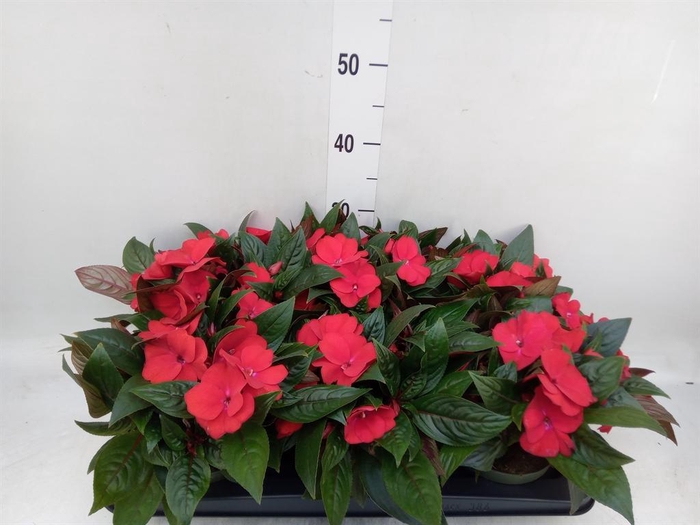 <h4>Impatiens NG 'Tamarinda Dark Red'</h4>