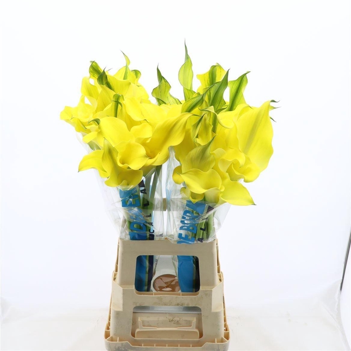 <h4>ZANT ALICE SPRINGS</h4>