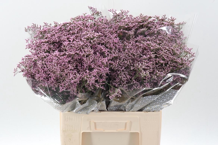 <h4>Lim Saf Oshi Pink</h4>