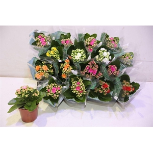 arr8 Kal Ge Ro Gem 6 Kl