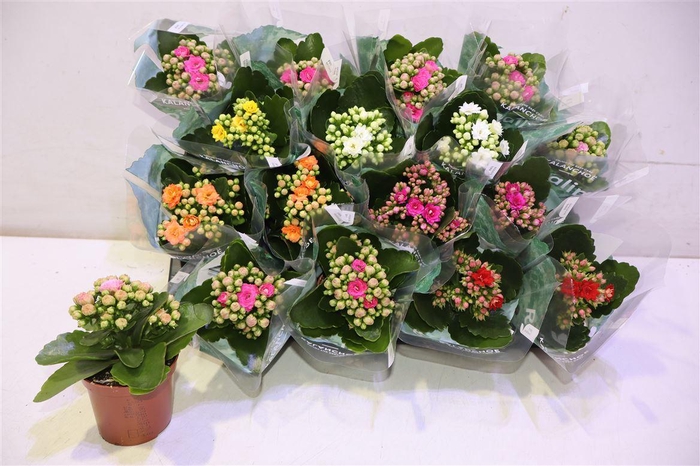 <h4>arr8 Kal Ge Ro Gem 6 Kl</h4>