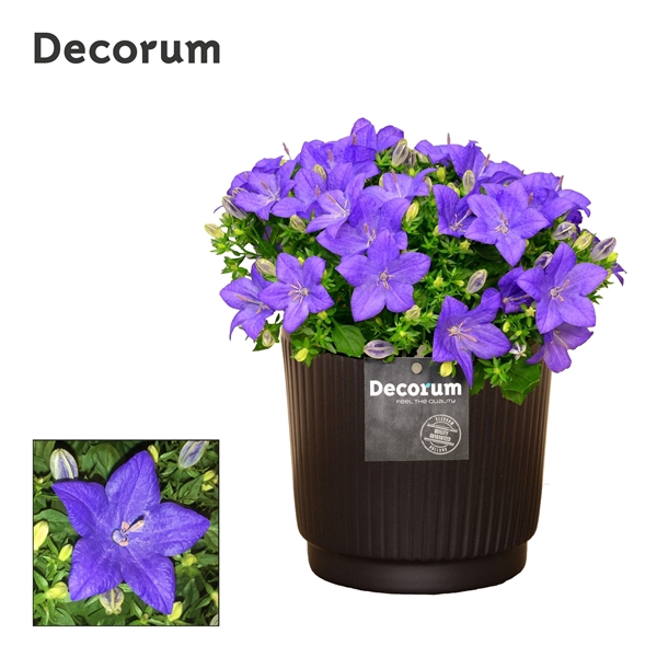 <h4>Campanula 'Napoli' Decorum Liv</h4>