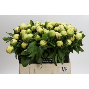 Paeonia Lemon Chiffon