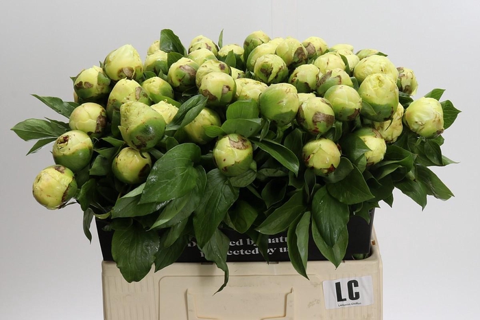 Paeonia Lemon Chiffon