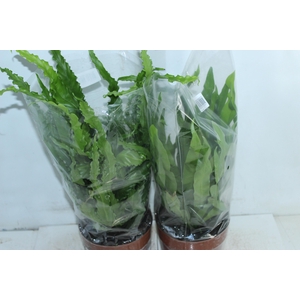 ASPLENIUM VARIADO P17