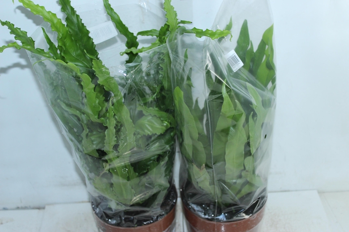 <h4>ASPLENIUM VARIADO P17</h4>