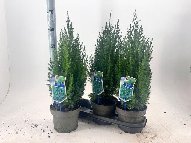 <h4>!! PROMO !! JUNIPERUS STRICTA P19 70CM</h4>