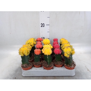 Gymnocalycium mihanov. 'Japan'  mix