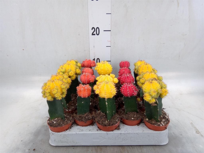 <h4>Gymnocalycium mihanov. 'Japan'  mix</h4>