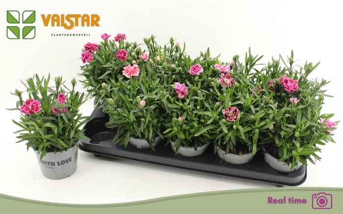 <h4>DIAN OSC GEM</h4>