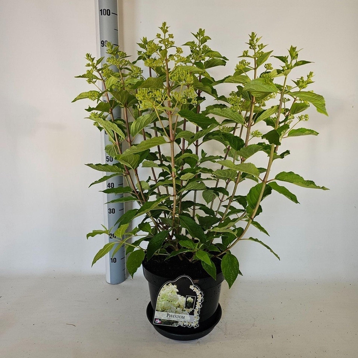 Hydrangea paniculata