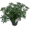 Choisya tern. 'Greenfingers'® sense C5