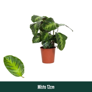 Calathea 12cm Misto - Living