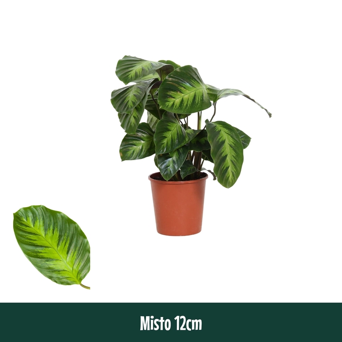 <h4>Calathea 12cm Misto - Living</h4>