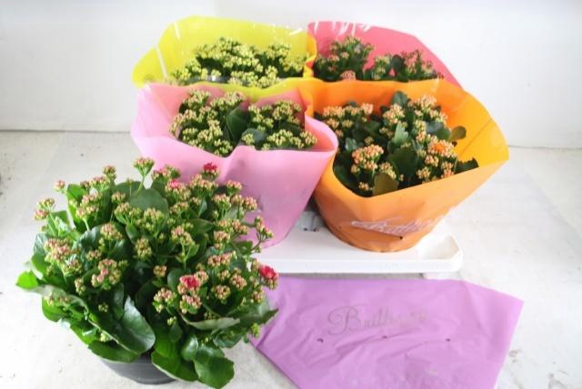 <h4>KAL GE GEM 5 KL</h4>