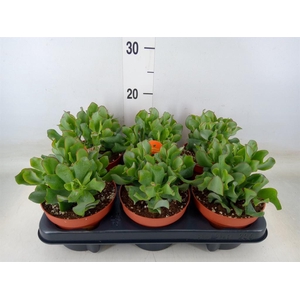 Crassula arborescens subsp. undilat