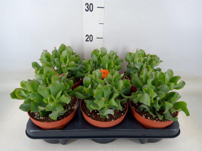 <h4>Crassula arborescens subsp. undilat</h4>