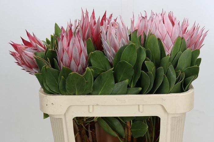 <h4>PROTEA CYNAROIDES</h4>