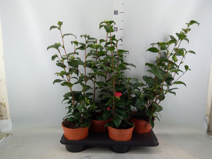 <h4>Camellia japonica</h4>