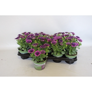Osteospermum Double Purple