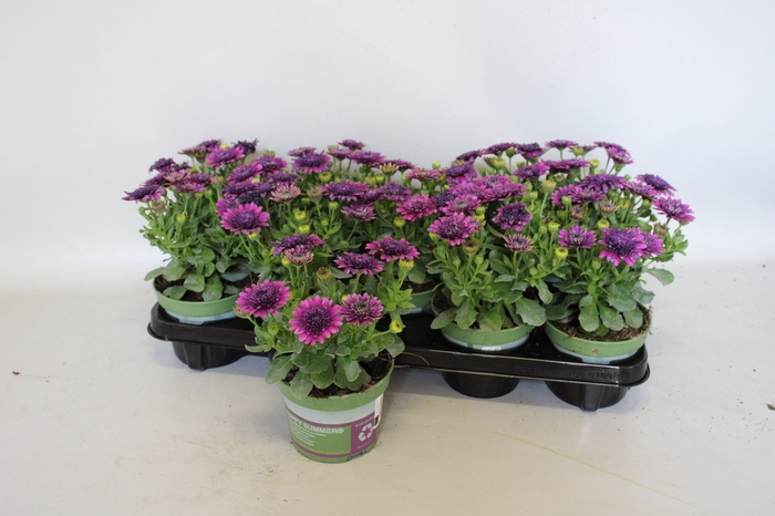 <h4>Osteospermum Double Purple</h4>