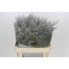 Limonium ov Misty Blue
