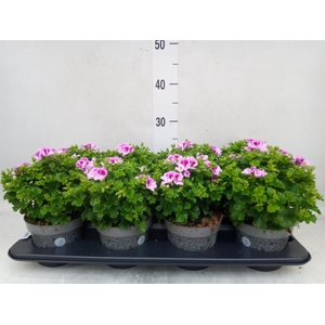 Pelargonium gran.   ..