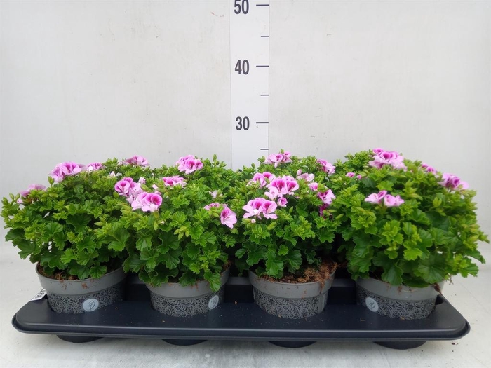 <h4>Pelargonium gran.   ..</h4>