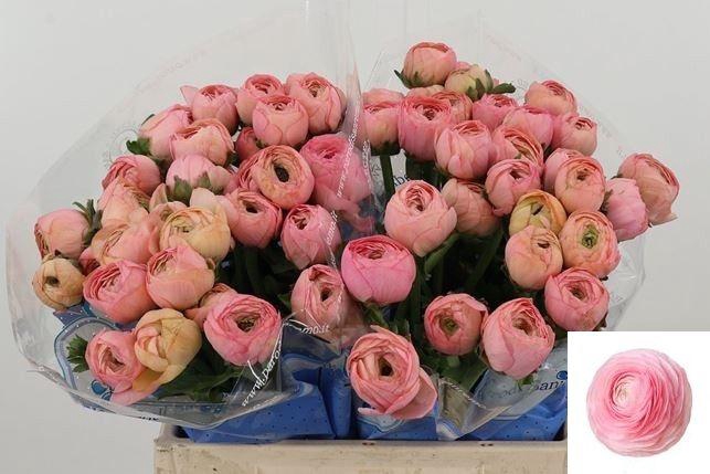 <h4>RAN SU VENERE</h4>