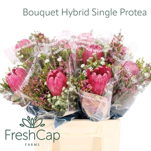 Bouquet Hybrid Single Protea