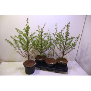 Larix Kaempferi