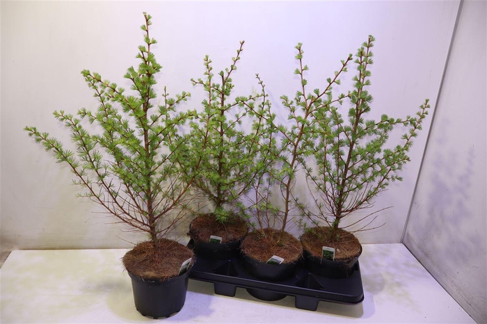 <h4>Larix Kaempferi</h4>