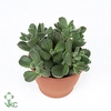 Cotyledon ladysmithiensis SU5037