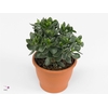 Crassula Hobbit