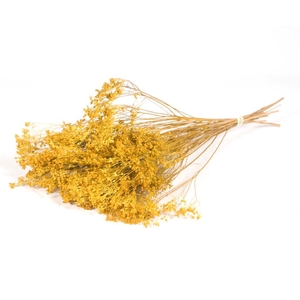 Broom Bloom Bunch Yellow