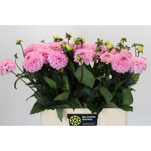 Dahlia BA 'Wizard of Oz'