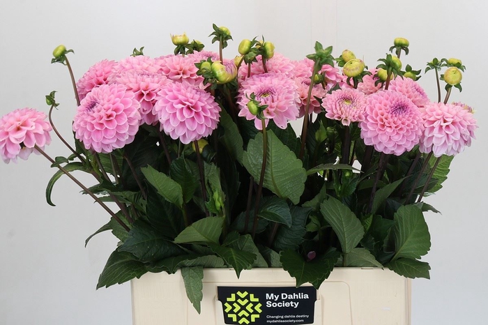 Dahlia BA 'Wizard of Oz'