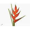 Heliconia Oriole Orange X2 MDK