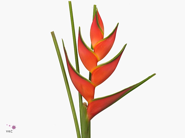 Heliconia Oriole Orange X2 MDK