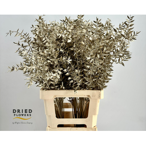 Dried Bleached Ruscus Platinum