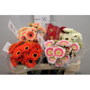 Ge Na Picco Gem Fust