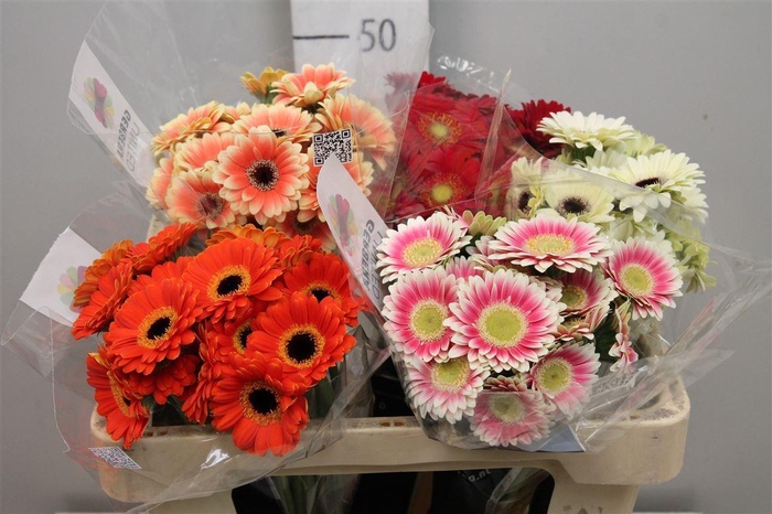 <h4>Ge Na Picco Gem Fust</h4>