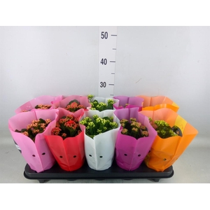 Kalanchoe blos. 'Perfecta'  ..mix 5