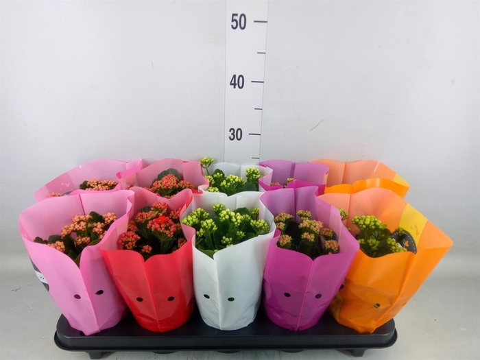 <h4>Kalanchoe blos. 'Perfecta'  ..mix 5</h4>
