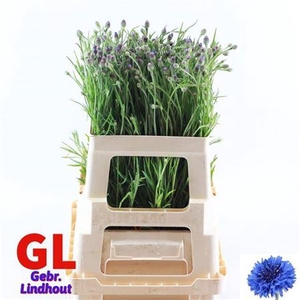 Centau Cyanus Blauw