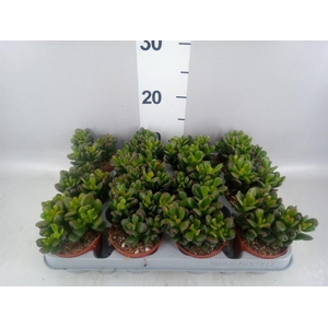 Crassula ovata 'Gandalf'