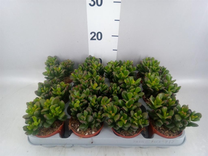 <h4>Crassula ovata 'Gandalf'</h4>
