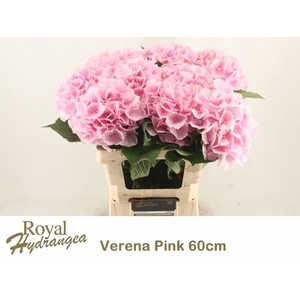 HYDR M CH VERENA
